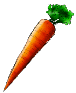 carrot