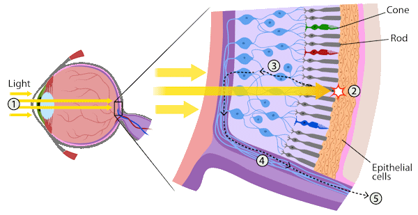 eye structure