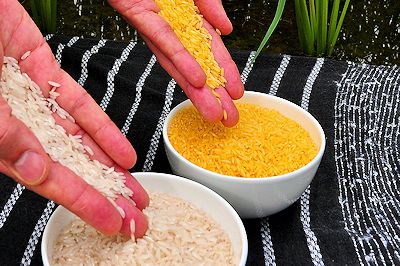 Golden Rice