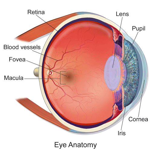 Cross-section of the human eye 