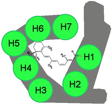 the opsin pocket