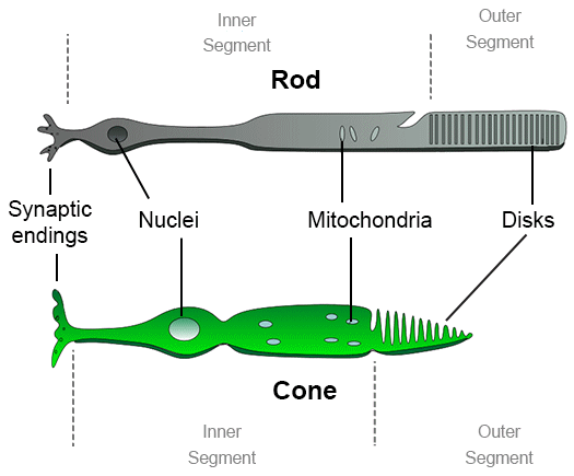 rods and cones