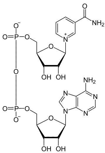 structure of NAD