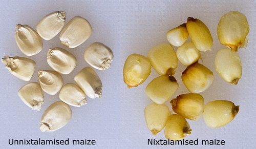 Processed and unprocessed maize