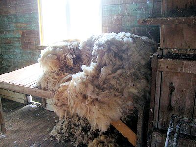 a shorn sheep's fleece