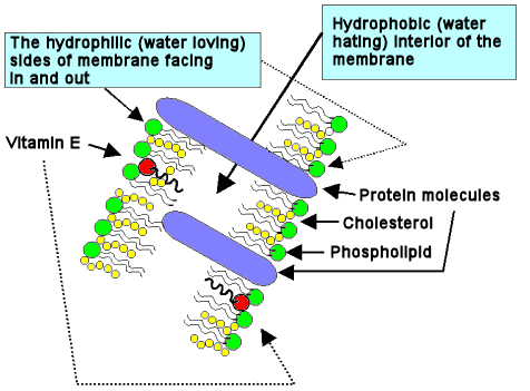 position of the pocopherol in a cell membrane