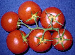 tomatoes