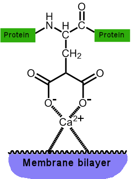 calcium binding