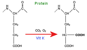 carboxylation