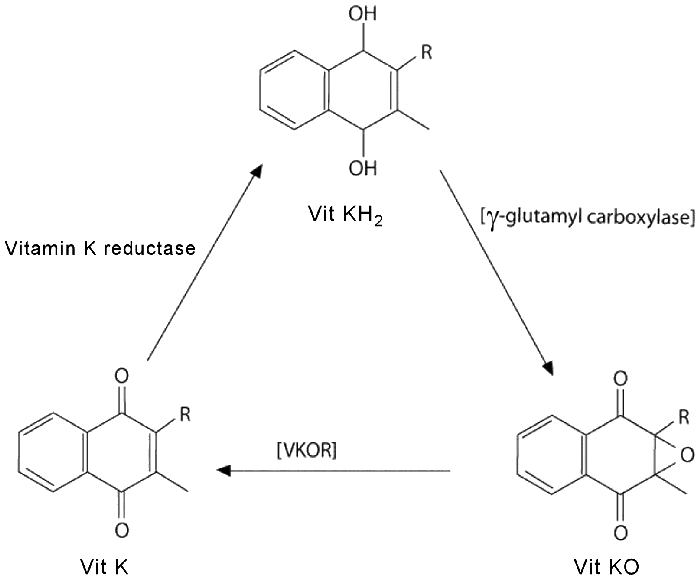 The Vitamin K cycle