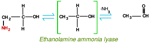 Ethanolamine ammonia lyase