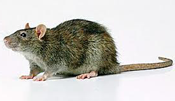 brown rat