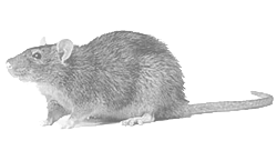 a rat