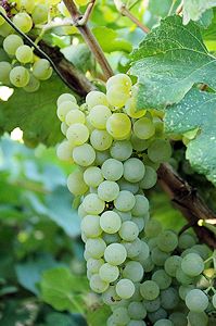 Chardonnay grapes