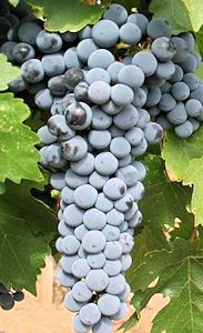 Cabernet Sauvignon grapes