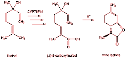 Origin in wine from linalool