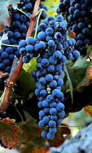 Shiraz grapes