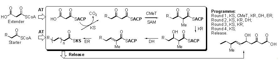 Scheme 1