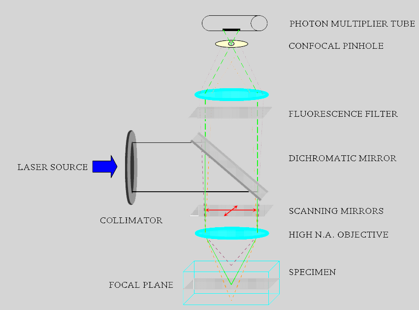 Confocal Microscopy Diagram