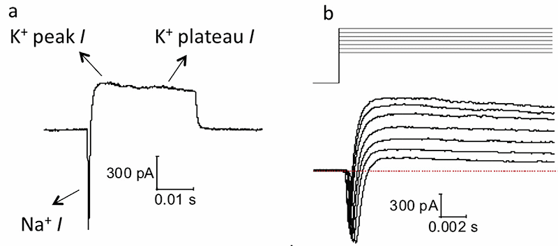 Signals from neurons on diamond
