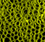 3D porous networks