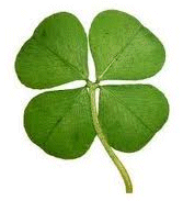 A 4-leaf clover