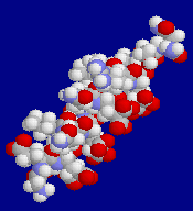 Conantokin