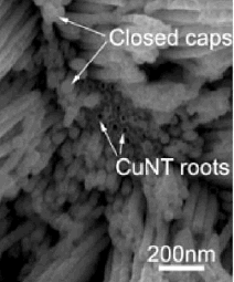 CuNT roots, are they the same as beetroots?