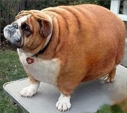 Fat dog