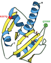 Fukutin