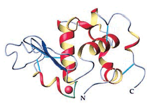 alpha-lactalbumin