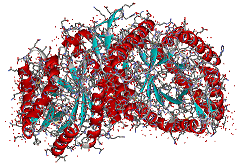 luciferase