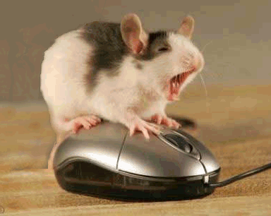 Even mice (of all sorts) do it...