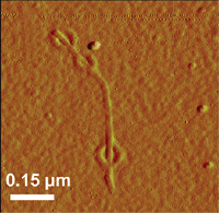 A nanokebab - perfect for after a session at the nanopub