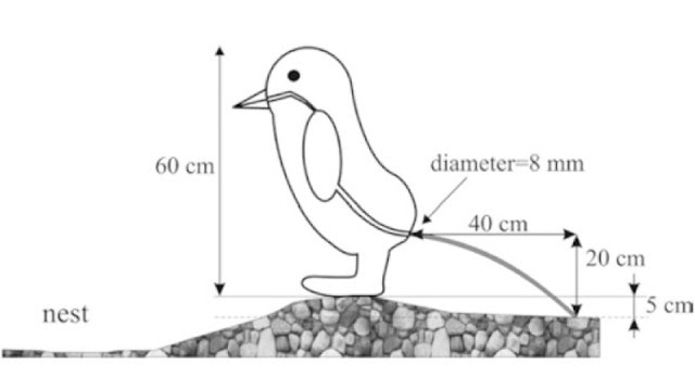 penguin pooing penguin poo