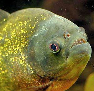 A real piranha