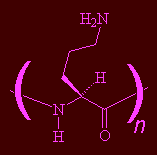 Free porn!  Well, poly-L-ornithine