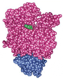 Profilactin