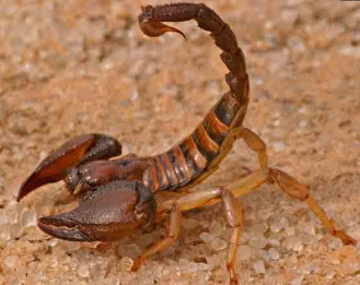 A scorpion