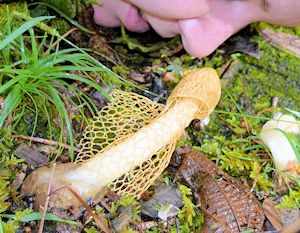 Sniffing a stinkhorn mushroom