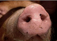 snout