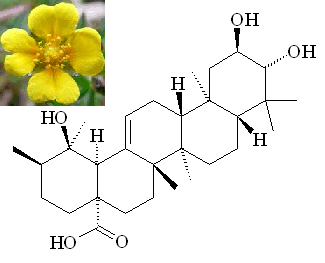 tormentic acid