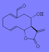 Urospermal