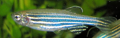 A zebrafish
