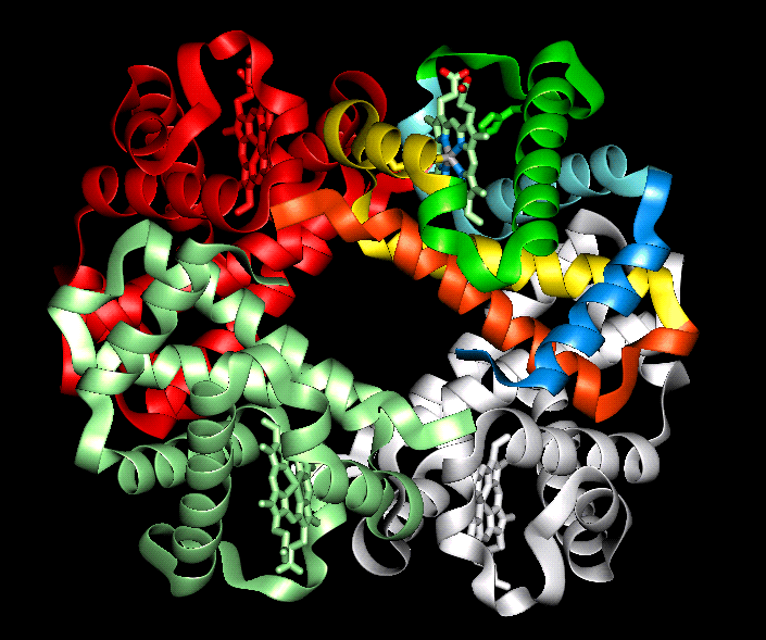 Полипептид в пище. Полипептиды фото. Миоглобин животный краситель. Полипептид гиф анимация. Protein 96 %.