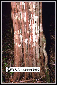 Logwood trunk