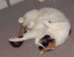 Schroedinger's Cat