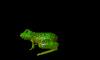 FROG.gif (7471 bytes)