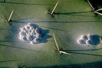 Scale insects, Dactylopius coccus