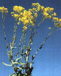 Woad plant